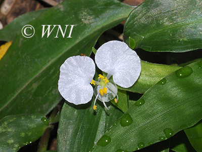 Whitemouth Dayflower (Commelina erecta)